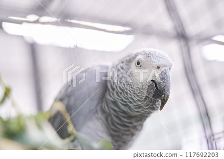 Jacko the grey parrot, a popular pet, is sitting in a cage. A grey bird in a confined space. With space to copy. High quality photo Jacko the grey parrot, a popular pet, is sitting in a cage. A grey bird in a confined space. With space to copy. High quality photo 117692203