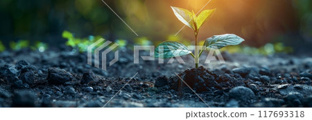 young plant sprouting from the soil under sunlight, young plant sprouting from the soil under sunlight, 117693318