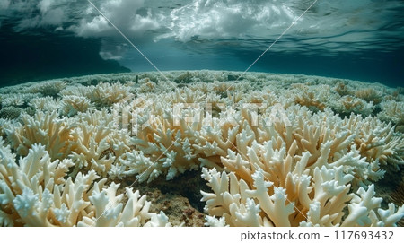 coral reef now bleached and lifeless 117693432