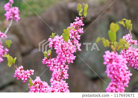 Fully blooming sappan flower (Cerulean redbud) Fully blooming sappan flower (Cerulean redbud) 117693671