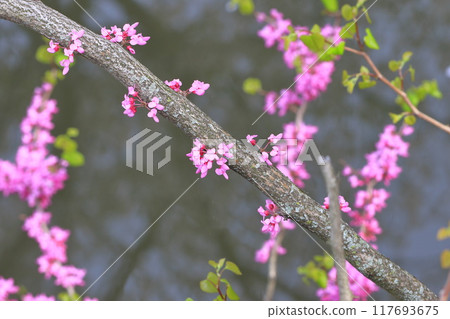 Fully blooming sappan flower (Cerulean redbud) Fully blooming sappan flower (Cerulean redbud) 117693675