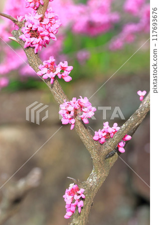 Fully blooming sappan flower (Cerulean redbud) Fully blooming sappan flower (Cerulean redbud) 117693676