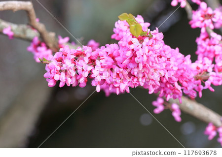 花朵盛開(花座) 花朵盛開(花座) 117693678