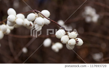 Snowberries Symphoricarpos Snowberries Symphoricarpos 117693720