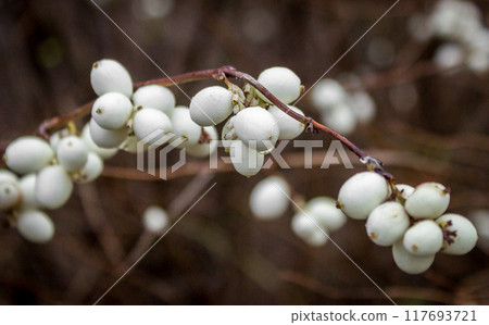 Snowberries (Symphoricarpos) Snowberries (Symphoricarpos) 117693721