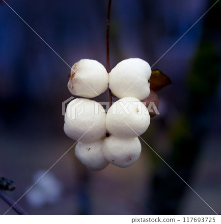 Snowberries Symphoricarpos 117693725