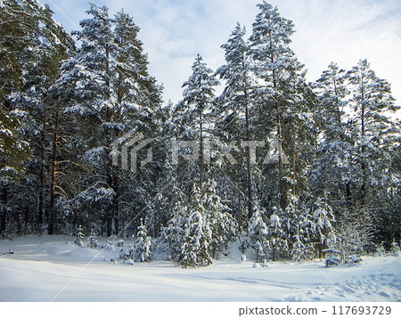 Snow-covered pines 117693729