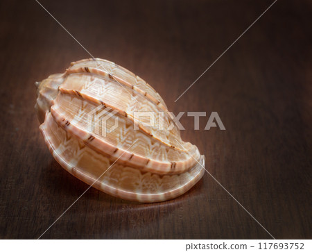 Seashell 117693752
