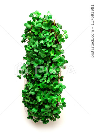 fresh micro-greenery, in a paper container, top view, no people, 117693981