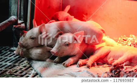 Cute piglets moving on sleeping swine in neon light 117693987