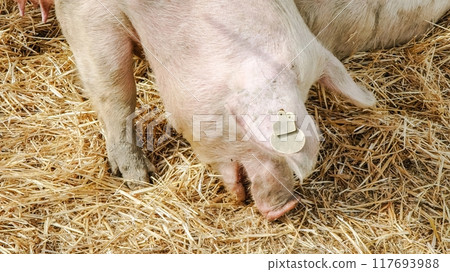 White pig standing in farm and eating food in daytime 117693988