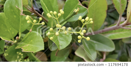 厚葉石斑木 117694178