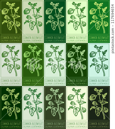 Set of vector drawing COMMON BUCKWHEAT in various colors. Hand drawn illustration. Latin name is FAGOPYRUM ESCULENTUM MOENCH. Set of vector drawing COMMON BUCKWHEAT in various colors. Hand drawn illustration. Latin name is FAGOPYRUM ESCULENTUM MOENCH. 117694654
