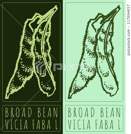 Vector drawing BROAD BEAN. Hand drawn illustration. Latin name is Vicia faba L Vector drawing BROAD BEAN. Hand drawn illustration. Latin name is Vicia faba L 117694657