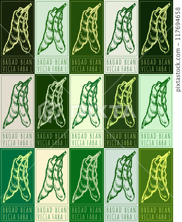 Set of vector drawing BROAD BEAN in various colors. Hand drawn illustration. Latin name is Vicia faba L Set of vector drawing BROAD BEAN in various colors. Hand drawn illustration. Latin name is Vicia faba L 117694658