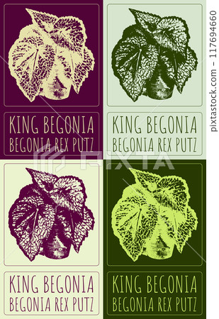 Set of vector drawing KING BEGONIA in various colors. Hand drawn illustration. Latin name is BEGONIA REX PUTZ Set of vector drawing KING BEGONIA in various colors. Hand drawn illustration. Latin name is BEGONIA REX PUTZ 117694660