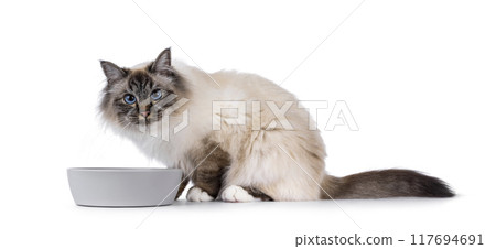 Eating cat on white background Eating cat on white background 117694691