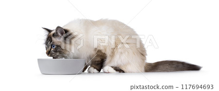 Eating cat on white background 117694693