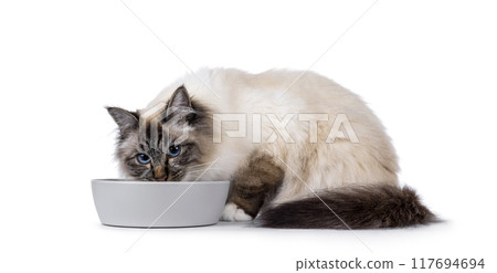Eating cat on white background 117694694