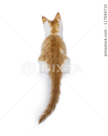 Maine Coon cat on white background Maine Coon cat on white background 117694710