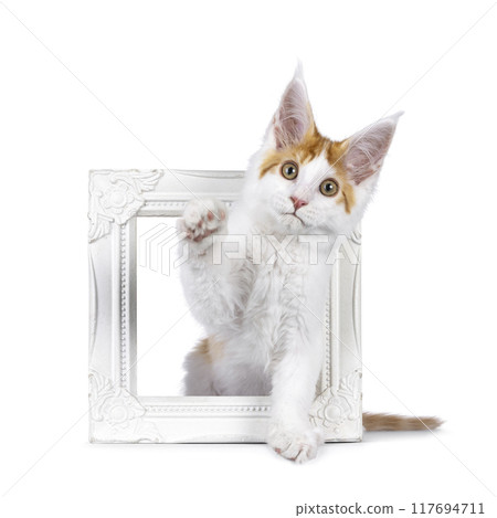 Maine Coon cat on white background Maine Coon cat on white background 117694711