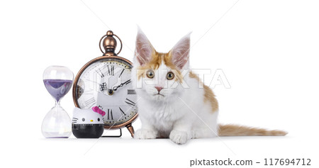 Maine Coon cat on white background Maine Coon cat on white background 117694712