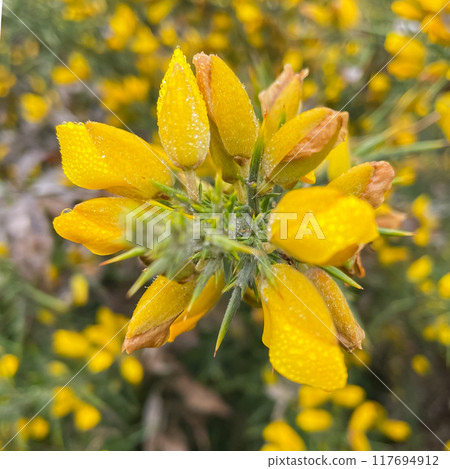 Yellow flowers of Ulex, commonly known as gorse, furze, selective focus, floral yellow spring and summer background Yellow flowers of Ulex, commonly known as gorse, furze, selective focus, floral yellow spring and summer background 117694912