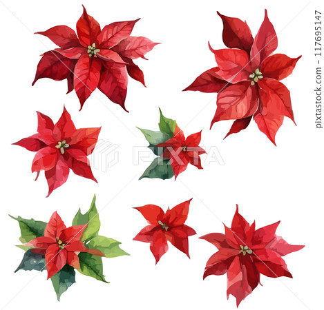 Watercolor red poinsettia flowers, Christmas bouquets, vector isolated on white. 117695147
