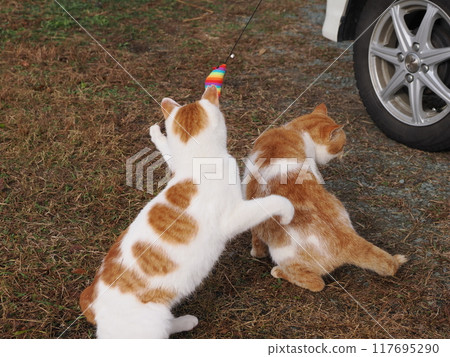 Cute cats playing with cat toys 117695290