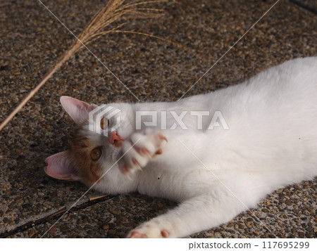 Cute cats playing with cat toys 117695299