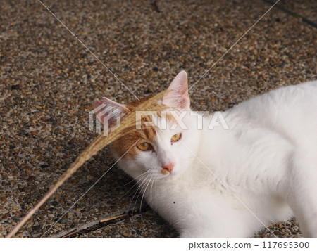 可愛的貓咪在玩貓咪玩具 117695300
