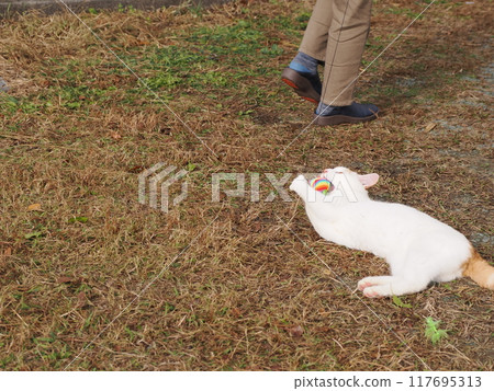 可愛的貓咪在玩貓咪玩具 117695313