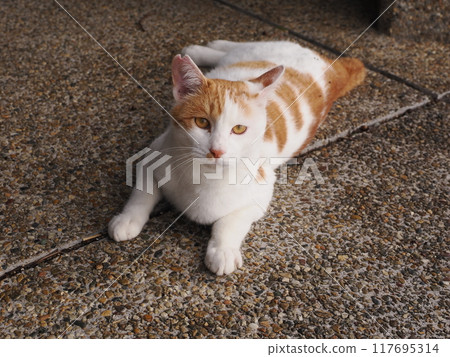 可愛的貓咪在玩貓咪玩具 可愛的貓咪在玩貓咪玩具 117695314