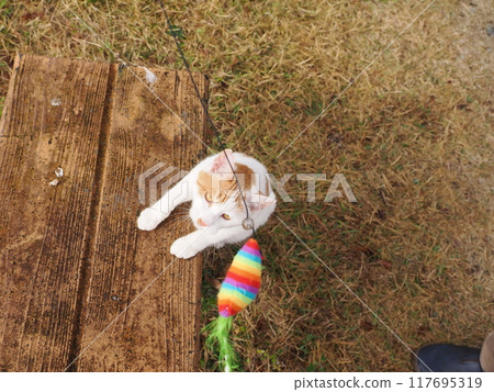 Cute cats playing with cat toys Cute cats playing with cat toys 117695319