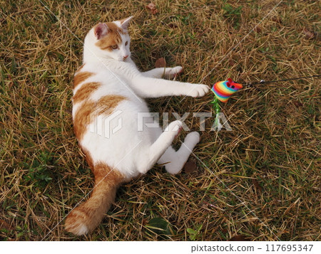 Cute cats playing with cat toys 117695347