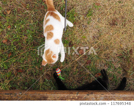 Cute cats playing with cat toys 117695348