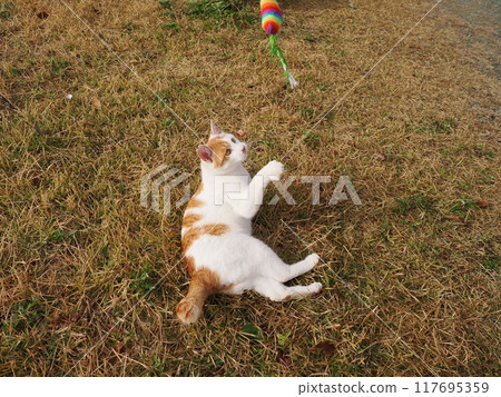 可愛的貓咪在玩貓咪玩具 117695359