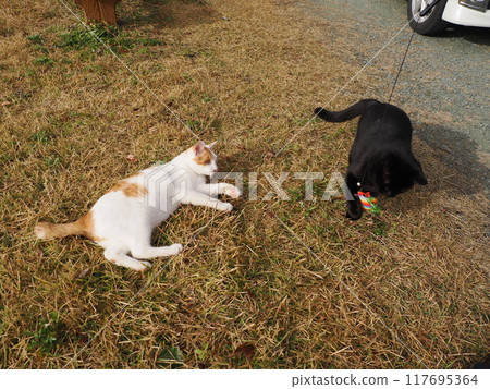 Cute cats playing with cat toys 117695364