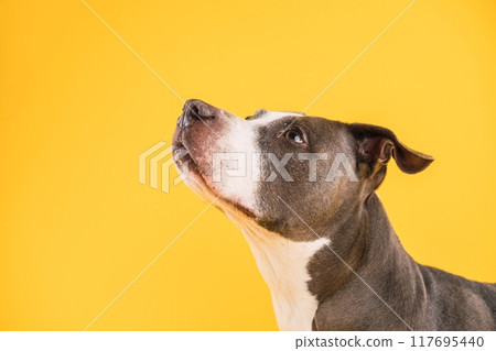 Curious Pit Bull Blue against a yellow Background 117695440