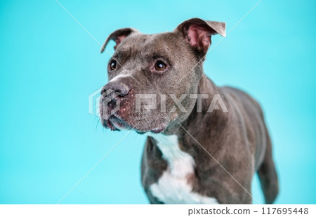 Cute American Pitbull dog on blue background Cute American Pitbull dog on blue background 117695448