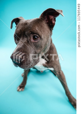 Cute American Pitbull dog looking attentive on blue background Cute American Pitbull dog looking attentive on blue background 117695449
