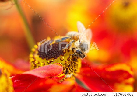 Macro photo of a bee on a red and yellow flower collecting pollen. High quality photo bee close photo sitting on a flower enthusiastic about collecting nectar. Bright summer photo with bees and 117695462
