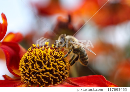 Macro photo of a bee on a red and yellow flower collecting pollen. High quality photo bee close photo sitting on a flower enthusiastic about collecting nectar. Bright summer photo with bees and 117695463