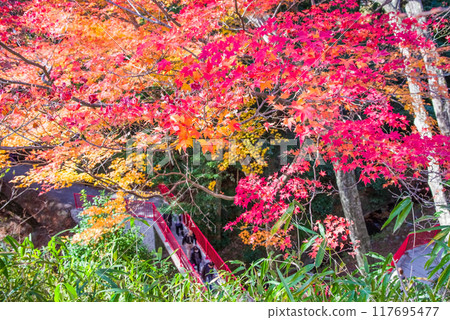 「紅葉谷」的紅葉（三重郡四日市市水澤町宮昴） 117695477