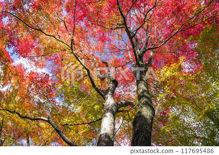 Autumn leaves in "Momiji Valley" (Miyatsuma, Mizusawa-cho, Yokkaichi City, Mie Prefecture) Autumn leaves in "Momiji Valley" (Miyatsuma, Mizusawa-cho, Yokkaichi City, Mie Prefecture) 117695486
