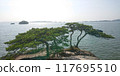 Pine trees and ocean view from the top of Umanose 117695510