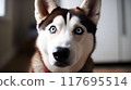 狗（西伯利亞哈士奇） 117695514