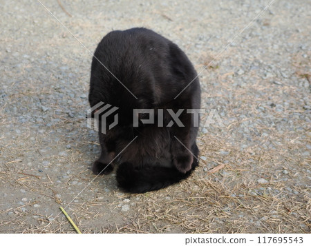 The facial expressions and body movements of a cat playing innocently The facial expressions and body movements of a cat playing innocently 117695543