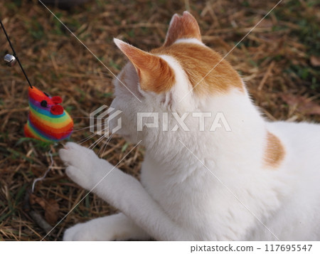 The facial expressions and body movements of a cat playing innocently The facial expressions and body movements of a cat playing innocently 117695547