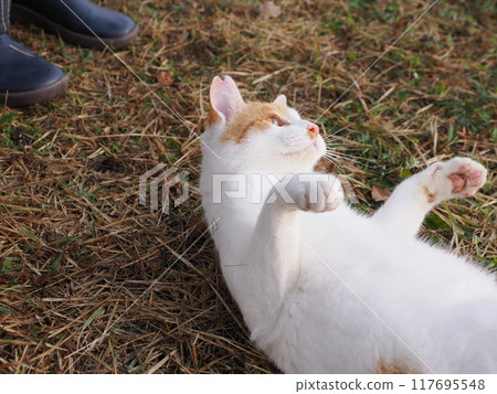 貓咪天真地玩耍的臉部表情和肢體動作 117695548